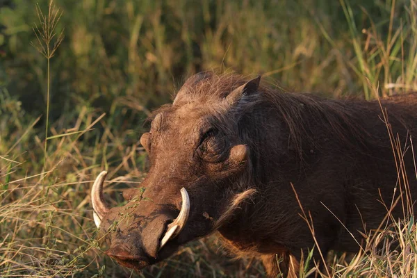 Eine Nahaufnahme Von Warzenschweinen Inmitten Von Langem Gras Kruger National — Stockfoto