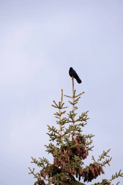 Sebuah Gambar Vertikal Dari Gagak Bangkai Bertengger Cabang Pohon Pinus — Stok Foto