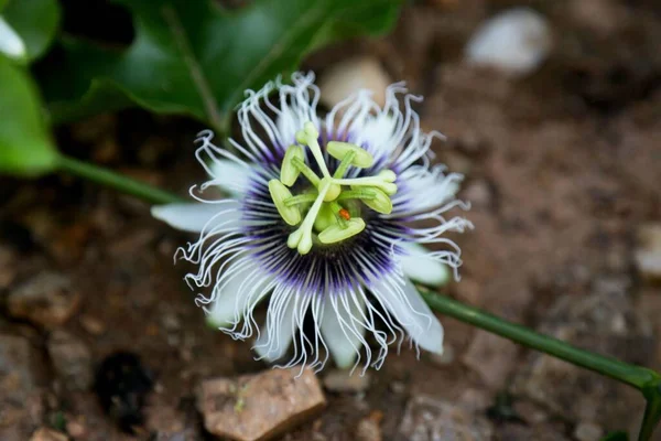 Selektywne Ujęcie Ostrości Pięknego Kwiatu Namiętności Passiflora Incarnata — Zdjęcie stockowe