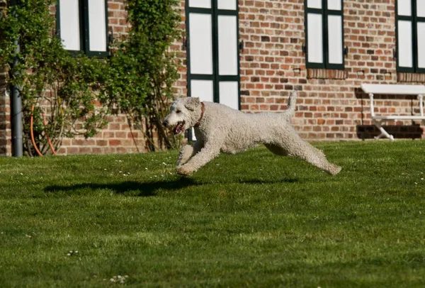 Poodle Real Correndo Jardim Primavera — Fotografia de Stock