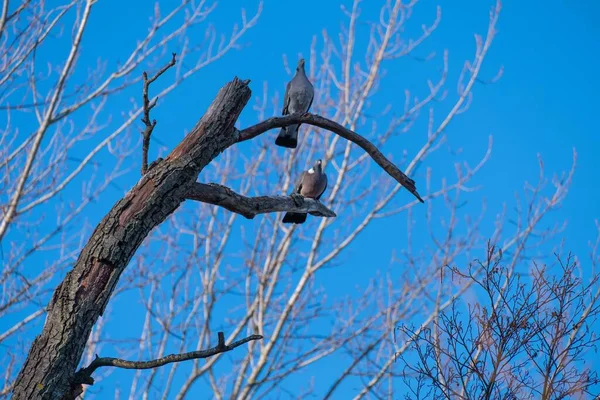 Par Woodpigeon Gordo Columba Palumbus Sentou Ramo Seu Ambiente Natural — Fotografia de Stock