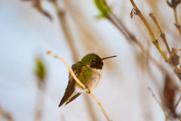 Colibrì Dal Becco Lungo Dagli Occhi Verdi Seduto Sottile Ramo — Foto Stock