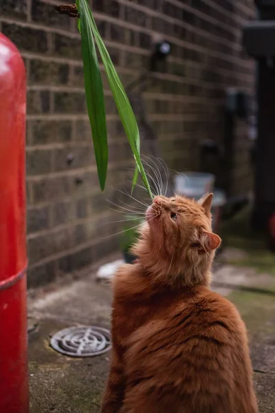 Lindo Ginger Kitten Jugando Con Una Hoja Larga Plan Jardín — Foto de Stock