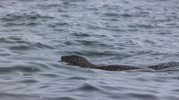 Piękne Ujęcie Harbor Foki Pływającej Błękitnej Wodzie — Zdjęcie stockowe