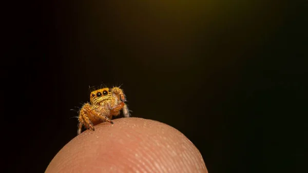 Plan Macro Une Petite Araignée Jaune Sur Doigt Une Personne — Photo