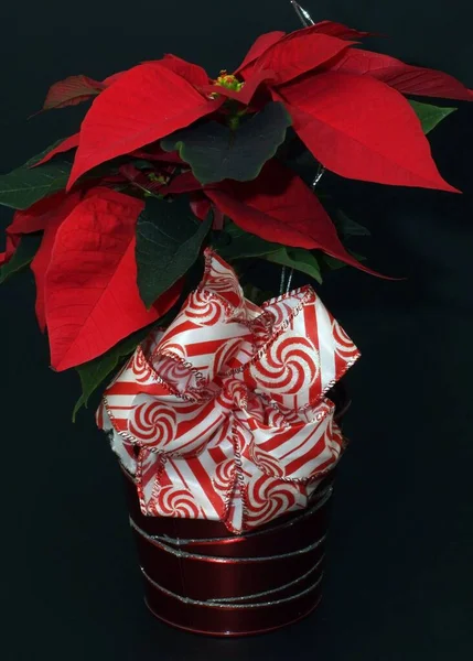 Ein Strauß Weihnachtssterne Auf Einer Blumenvase — Stockfoto
