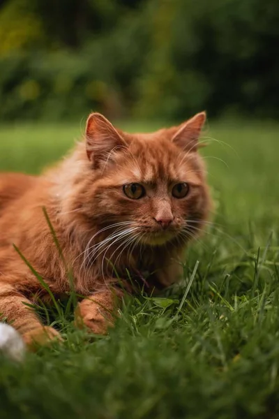 かわいいジンジャー子猫は カメラから離れて見て 伝統的な英語の夏の庭で草の上に座っています 興味のない 高価な — ストック写真