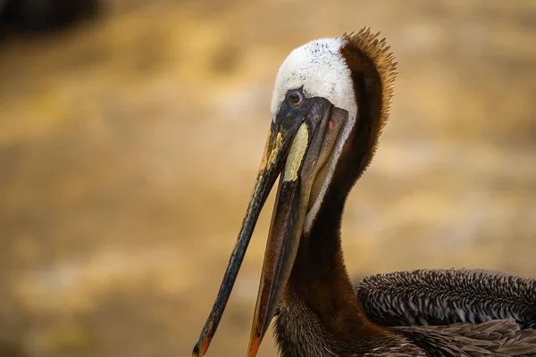 Das Profil Eines Reifen Braunen Pelikans Mit Einem Verschwommenen Braunen — Stockfoto