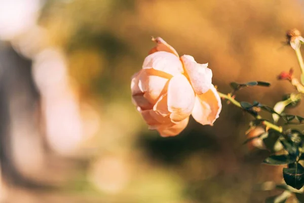 Eine Nahaufnahme Von Rosa Rose Auf Unscharfem Bokeh Hintergrund Mit — Stockfoto