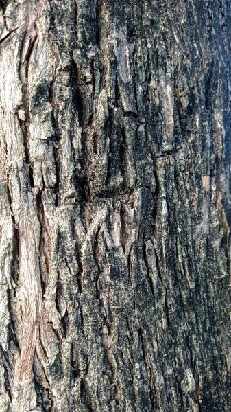 Close Vertical Textura Uma Casca Árvore — Fotografia de Stock