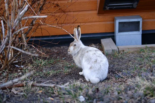 Tahta Bir Binaya Karşı Çimenlerde Oturan Beyaz Bir Tavşanın Yakın — Stok fotoğraf
