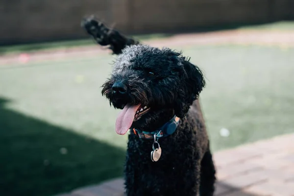 Cão Barbet Preto Fundo Embaçado — Fotografia de Stock