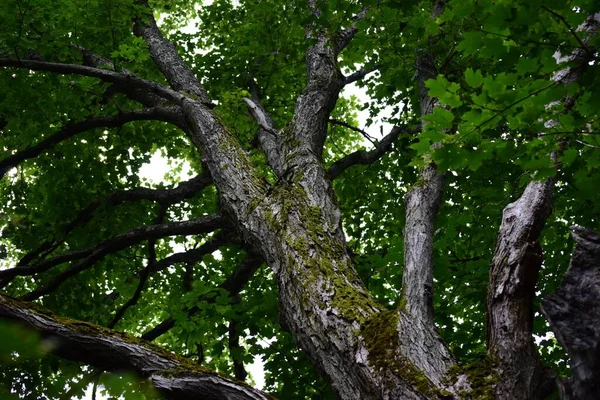Ένα Χαμηλό Πλάνο Ενός Δέντρου Βρύα Πράσινα Φύλλα — Φωτογραφία Αρχείου