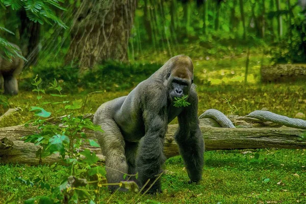 Una Hermosa Toma Gorila Comiendo Hojas Bosque — Foto de Stock