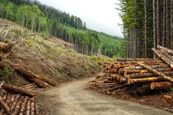 Sawed Trees Stacked Roadside Forest Logging Concept Caycuse Cowichan Canada — Stock Photo, Image