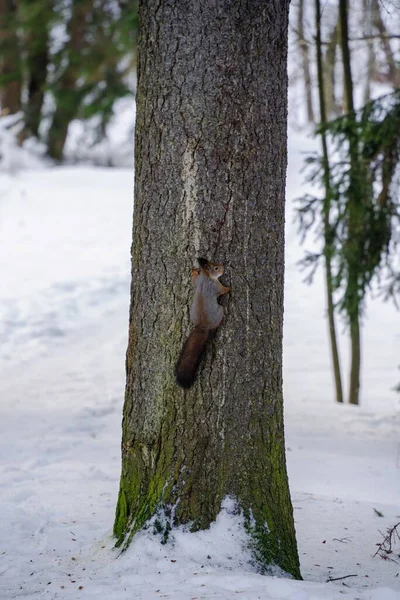 Kış Boyunca Ağaç Gövdesine Tırmanan Bir Sincap — Stok fotoğraf