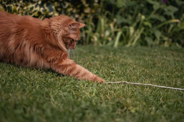かわいいジンジャー伝統的な田舎の庭で糸の一片で遊ぶ子猫 弦との戦い 遊び心があり おとぎ話があり 活気があり — ストック写真