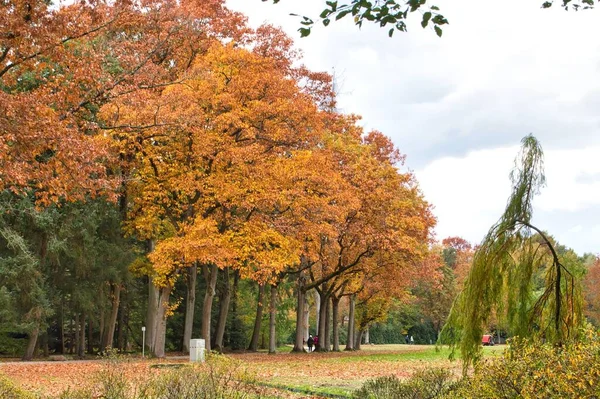 Una Vista Panoramica Albero Autunnale Contro Prato Verde Una Giornata — Foto Stock