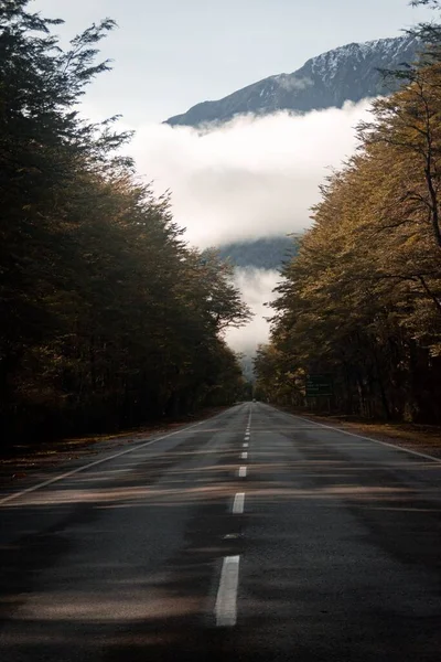 석양에 나무들이 도로에서 바라본 아름다운 — 스톡 사진