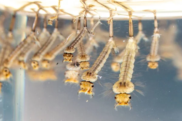 Larva Nyamuk Biasa Dalam Air Hidup Culex Pipiens Eropa Foto — Stok Foto