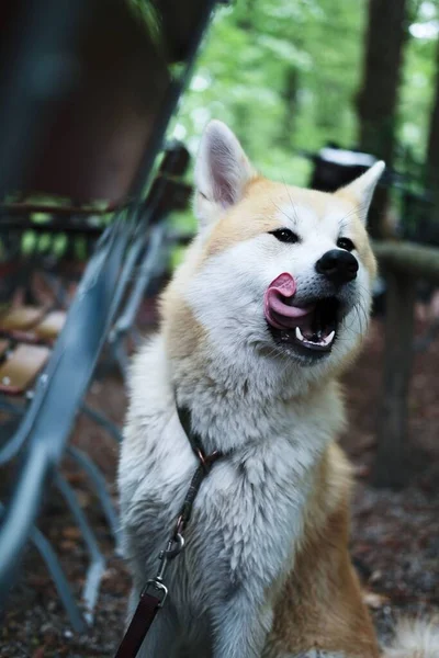 Ein Entzückender Akita Inu Streckt Die Zunge Heraus — Stockfoto