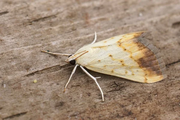 Detailed Closeup Small Colorfull Moth Evergestis Extimalis Sitting Wood —  Fotos de Stock