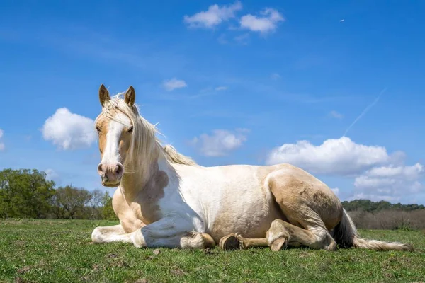 Detailní Záběr Krásného Koně Ležícího Hřišti — Stock fotografie