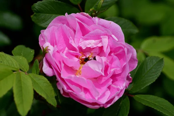 Μια Επιλεκτική Φωτογραφία Εστίαση Του Υβριδικού Ροζ Τριαντάφυλλο Τσάι Ανθίζει — Φωτογραφία Αρχείου