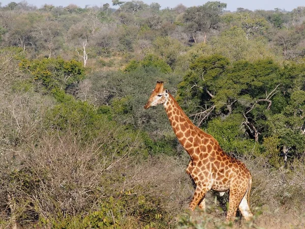 Zbliżenie Żyrafy Dżungli Namibii Afryka — Zdjęcie stockowe