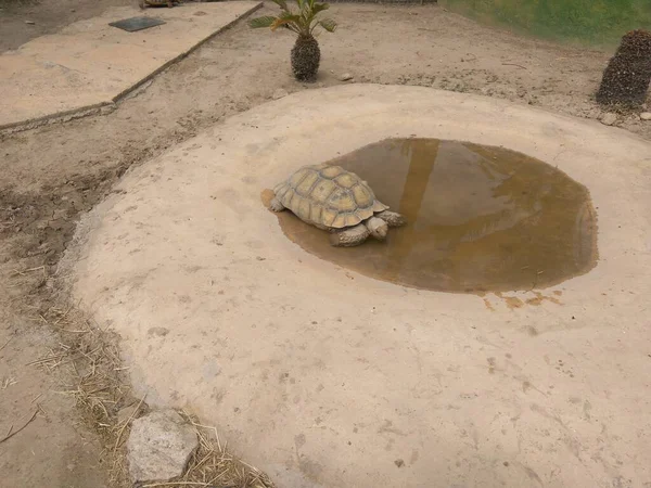 동물원에 Centrochelys Sulcata 자극한 아프리카인 — 스톡 사진