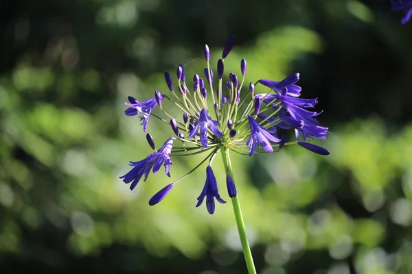 自然を背景に成長する青い花のクローズアップ — ストック写真