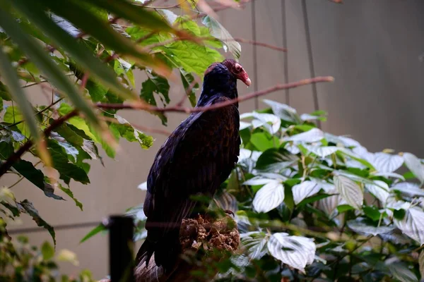 Una Vista Laterale Della Turchia Avvoltoio Appollaiato Ramo Albero Spessore — Foto Stock