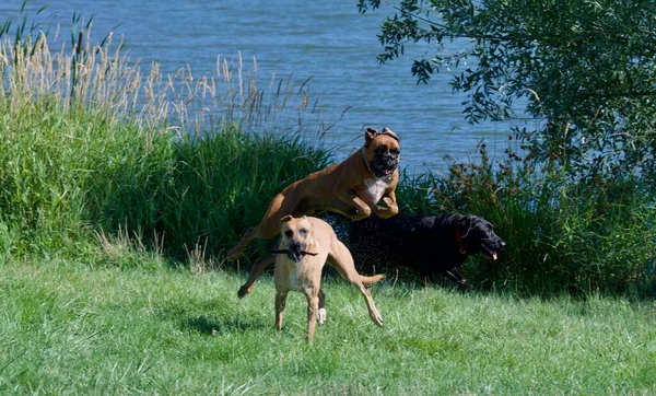 Galna Hundar Leker Tillsammans Sjö Frankrike Sommaren Boxerhund Malinois Herde — Stockfoto