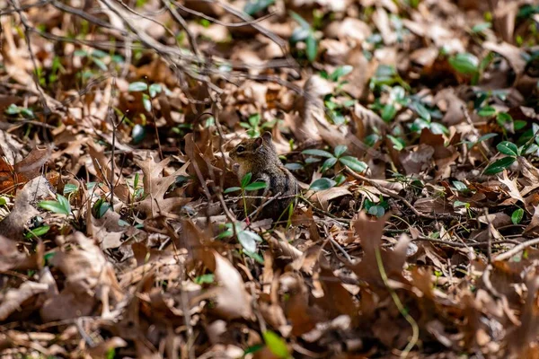 Gros Plan Mignon Tamias Sol Recouvert Feuilles Tombées Automne — Photo