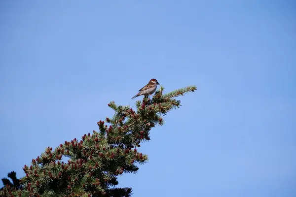 青い空に向かって木の枝に張られた雀の景色 — ストック写真