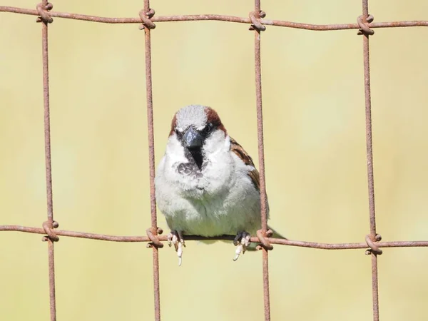 Sparrow Hanesi Lafayette Indiana Çitin Üstünde Oturuyor Kuşun Özelliklerini Vurgulamak — Stok fotoğraf