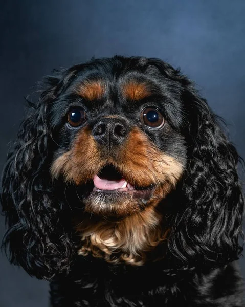 Retrato Estudio Rey Caballero Charles Spaniel —  Fotos de Stock