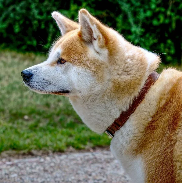 Ein Japanischer Akita Inu Hund Steht Einem Sonnigen Tag Auf — Stockfoto