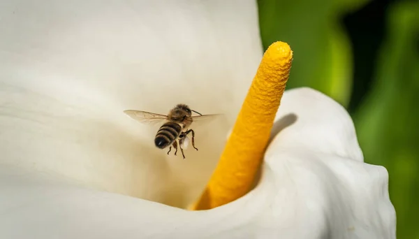 Ape Che Raccoglie Polline Fiore Calla — Foto Stock