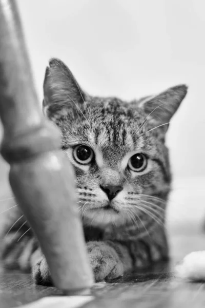 Vertical Grayscale Shot European Shorthair Cat Lying Ground — Stock Photo, Image