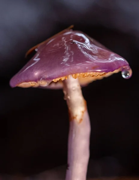 Vertikal Bild Cortinarius Magellanicus Den Mörka Bakgrunden — Stockfoto