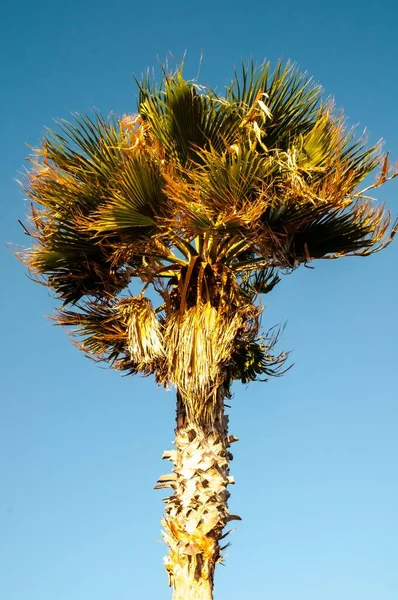 Green Palm Canarian Tree Fundo Céu Azul — Fotografia de Stock
