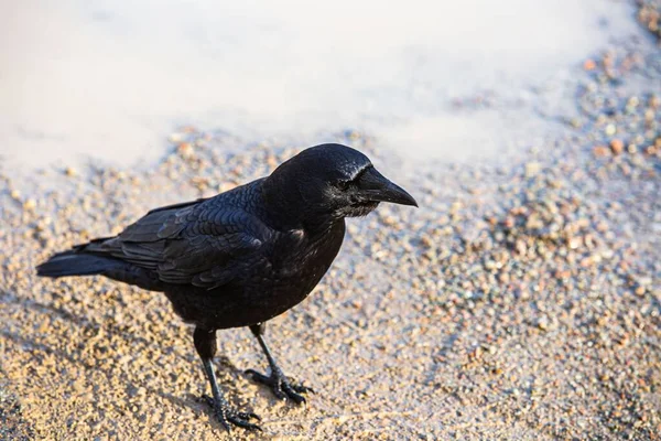 Primer Plano Cuervo Negro Oscuro Posado Una Playa —  Fotos de Stock