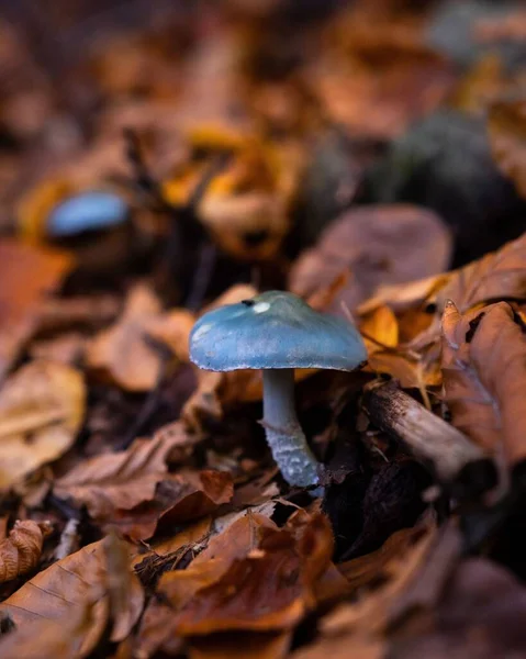 Een Verticaal Close Shot Van Een Paddestoel Tussen Dorre Loof — Stockfoto