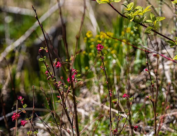 Tiro Seletivo Foco Das Flores Sanguineum Ribes Parque — Fotografia de Stock