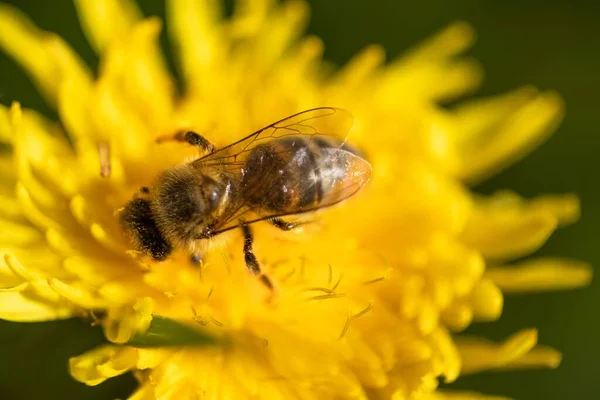 Eine Selektive Fokusaufnahme Einer Biene Auf Einem Gelben Löwenzahn — Stockfoto