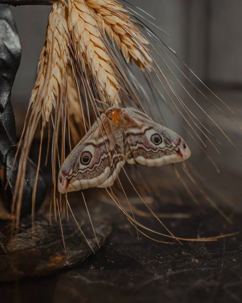 飞蛾栖息在麦穗上的飞蛾 — 图库照片