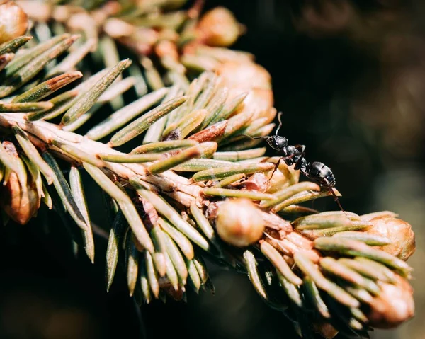 Makro Snímek Mravence Kráčejícího Větvi Pobaltské Borovice Pinus Sylvestris — Stock fotografie