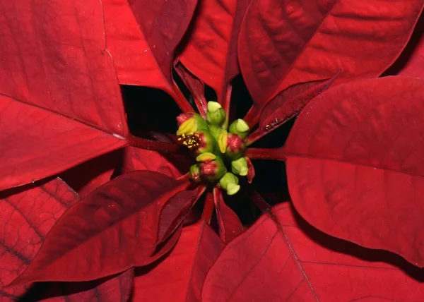 Een Poinsettia Een Bloem Vaas — Stockfoto