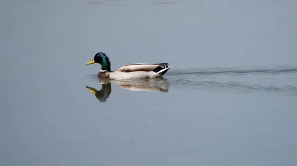 Canard Nageant Dans Lac — Photo